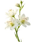 One Bloom 50ml Joia Pulseira Set Eau de Parfum Mulher OJSETP01